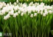 Tulipa White Liberstar ® (2)